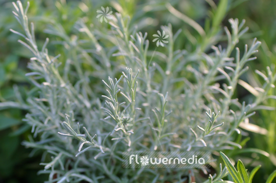 Helichrysum italicum 'Compactum' - Curry plant (110344)