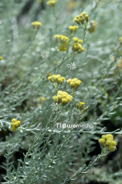 Helichrysum italicum 'Compactum' - Curry plant (110345)