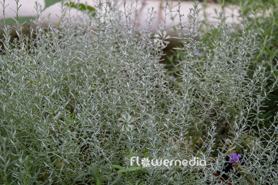 Helichrysum italicum 'Compactum' - Curry plant (110346)