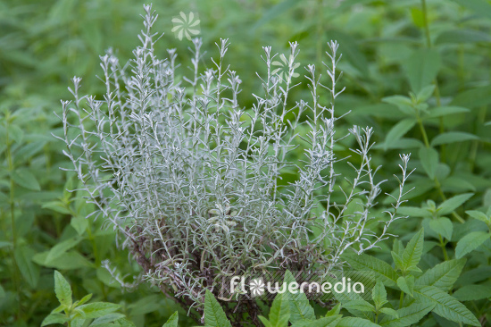 Helichrysum italicum 'Compactum' - Curry plant (110347)