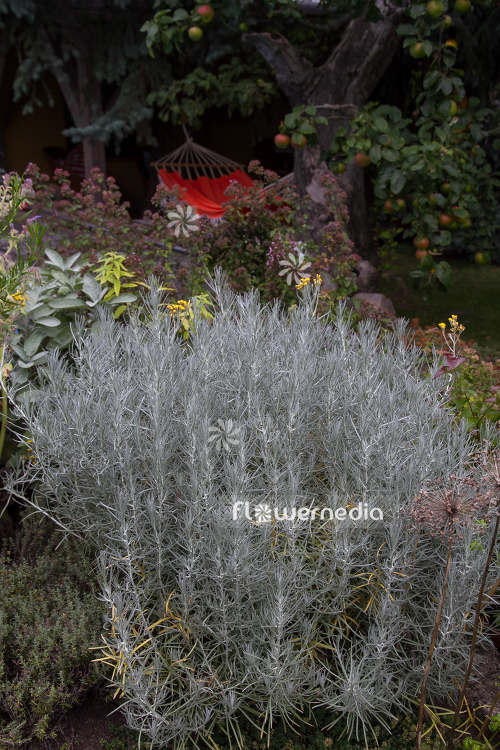 Helichrysum italicum 'Silbernadel' - Curry plant (110361)