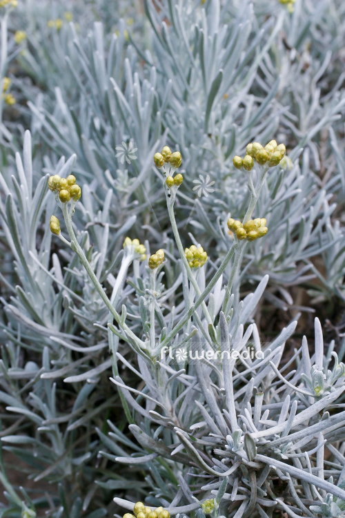 Helichrysum italicum 'Silbernadel' - Curry plant (110363)