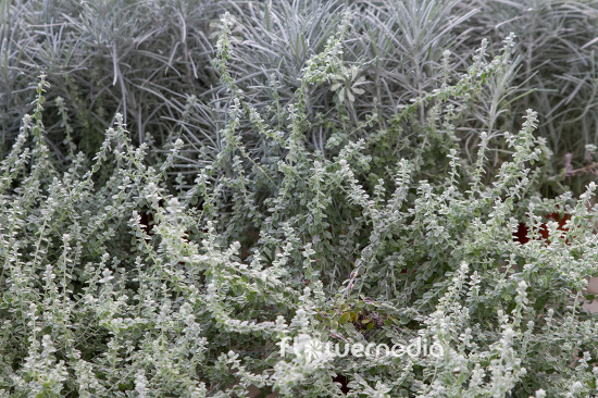 Helichrysum petiolare - Licorice plant (110348)