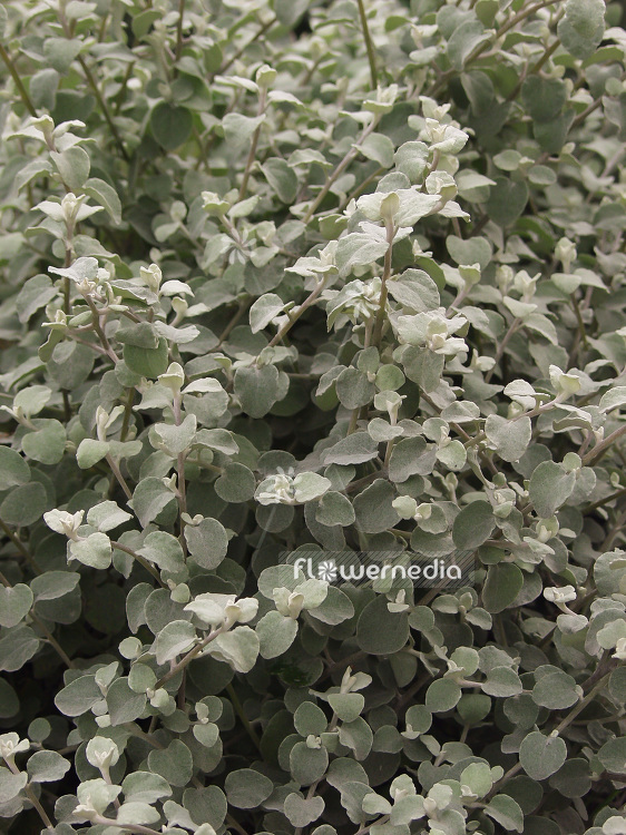 Helichrysum petiolare 'Microphylla' - Silver-bush everlastingflower (109698)