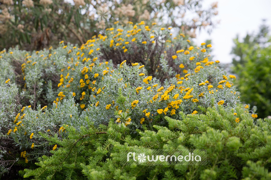 Helichrysum trilineatum - Everlasting (110353)