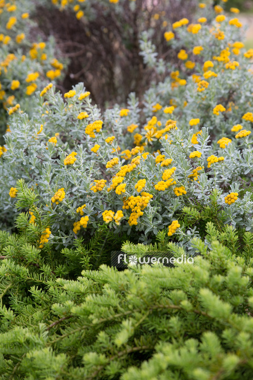Helichrysum trilineatum - Everlasting (110354)
