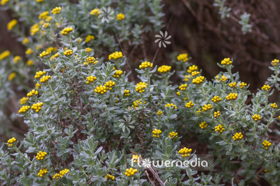 Helichrysum trilineatum - Everlasting (110357)