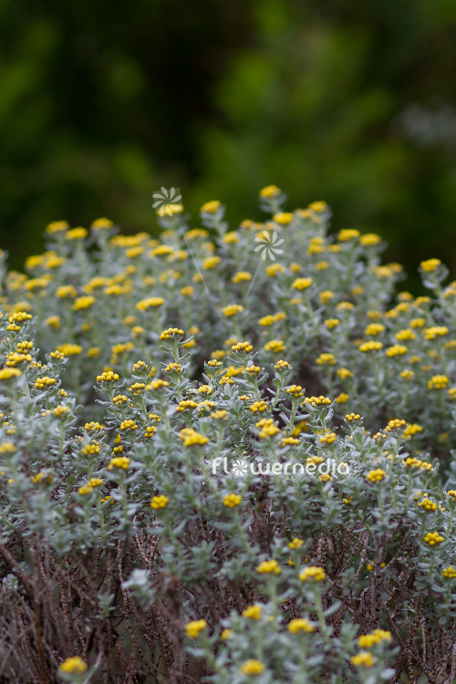 Helichrysum trilineatum - Everlasting (110359)