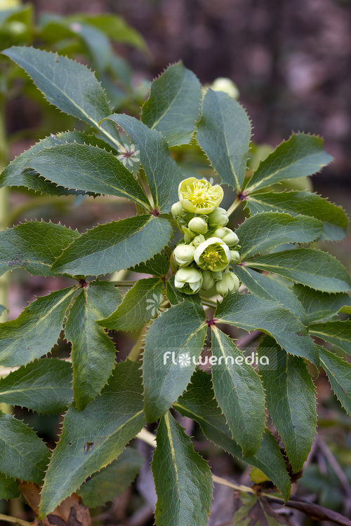 Helleborus argutifolius - Holly-leaved hellebore (103639)