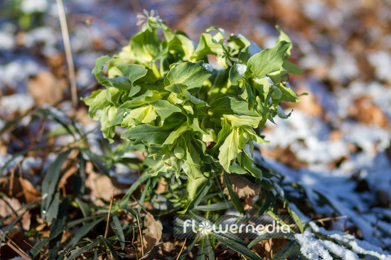Helleborus foetidus - Stinking hellebore (103640)