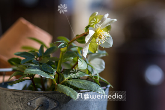 Helleborus niger - Christmas rose (103642)