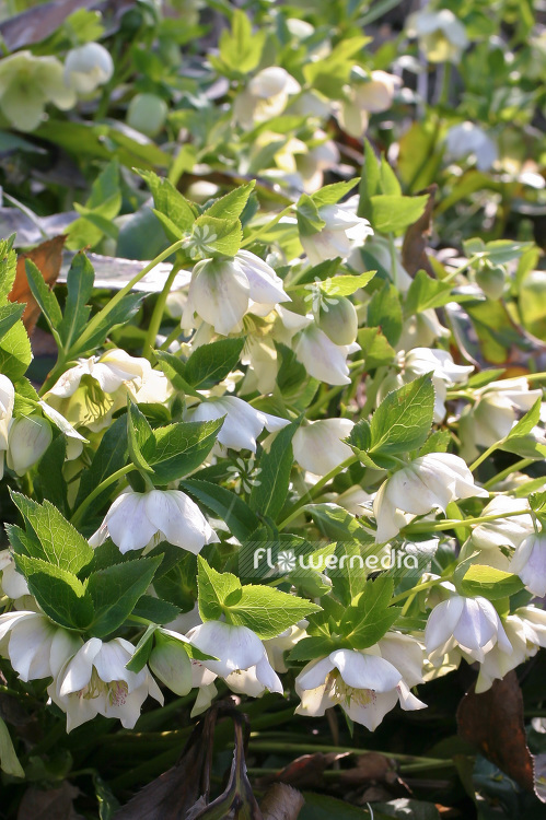 Helleborus niger 'Praecox' - Christmas rose (101060)