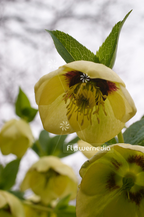 Helleborus orientalis - Lenten rose (103643)