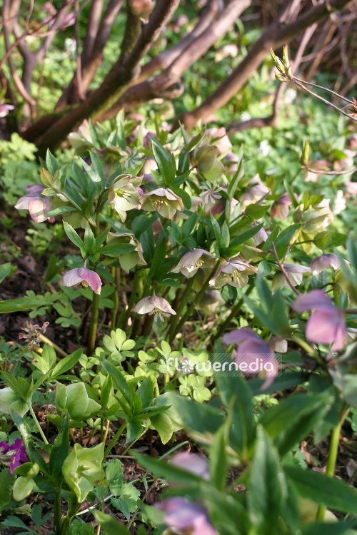 Helleborus orientalis - Lenten rose (103645)