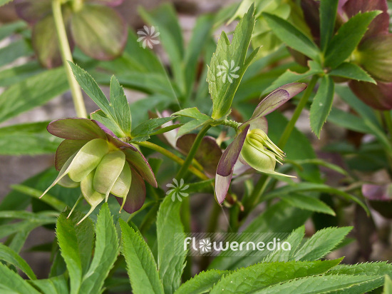 Helleborus orientalis 'Atrorubens' - Lenten rose (101063)