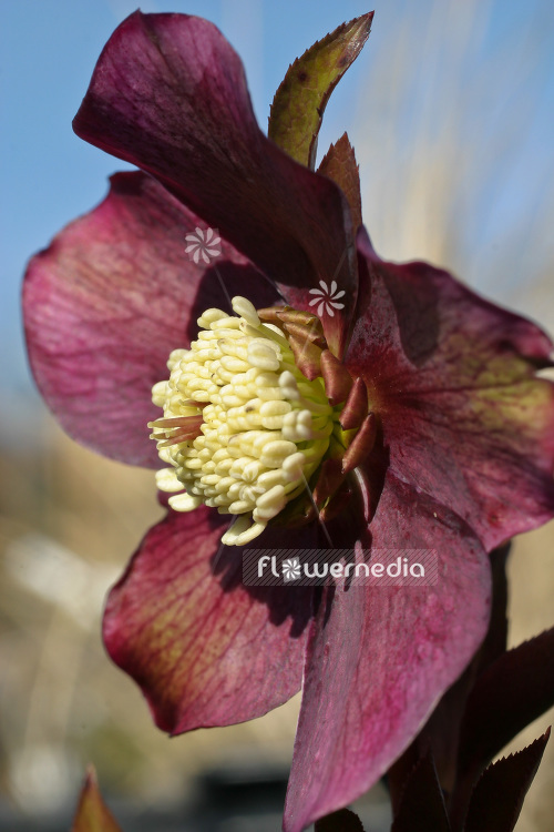 Helleborus orientalis 'Atrorubens' - Lenten rose (103650)