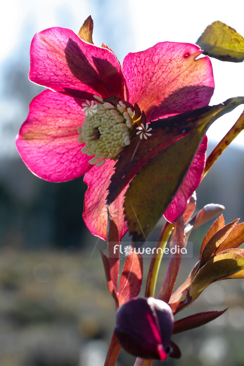 Helleborus orientalis 'Atrorubens' - Lenten rose (103651)