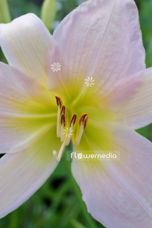 Hemerocallis 'Catherine Woodberry' - Daylily (103660)