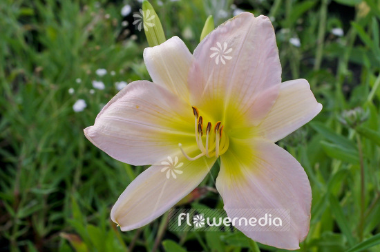 Hemerocallis 'Catherine Woodberry' - Daylily (103661)