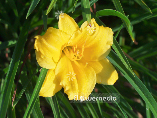 Hemerocallis minor - Grass-leaved day lily (101065)