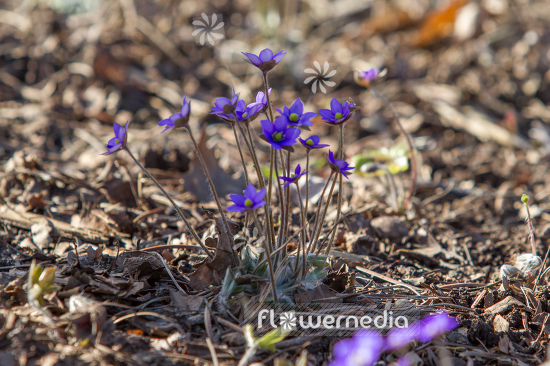 Hepatica auctiloba - Sharp-lobed liverleaf (105819)