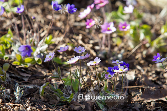 Hepatica auctiloba - Sharp-lobed liverleaf (105866)