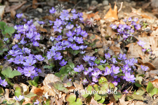Hepatica nobilis - Liverleaf (105829)