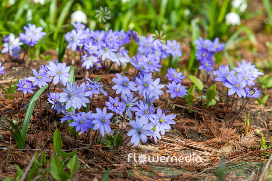 Hepatica nobilis - Liverleaf (105837)