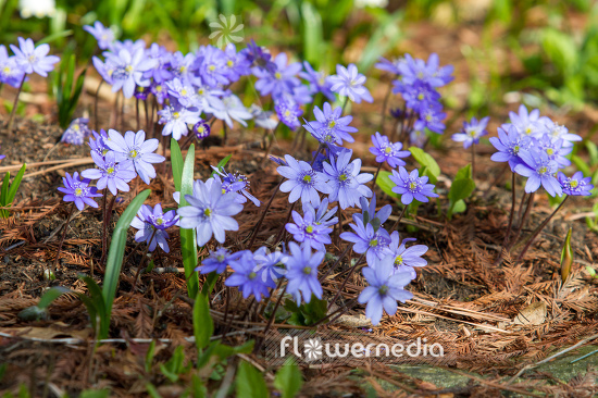 Hepatica nobilis - Liverleaf (105838)