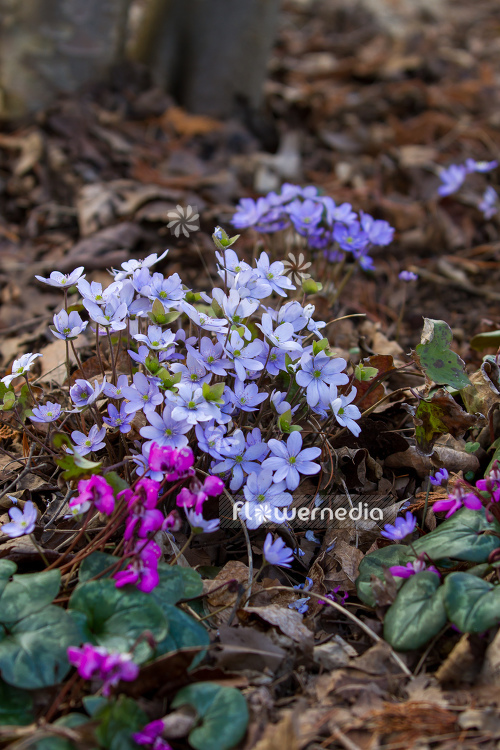 Hepatica nobilis - Liverleaf (105841)