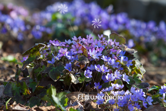 Hepatica nobilis - Liverleaf (105842)