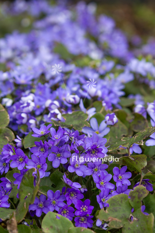 Hepatica nobilis - Liverleaf (105846)