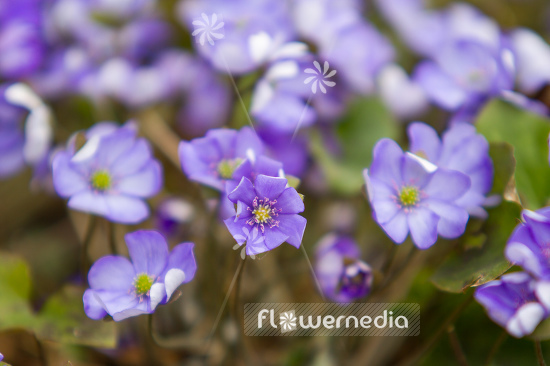 Hepatica nobilis - Liverleaf (105849)