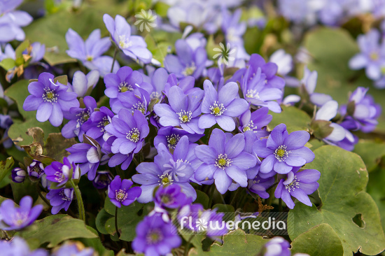 Hepatica nobilis - Liverleaf (105855)