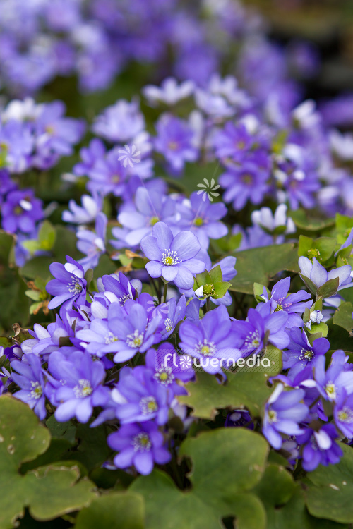 Hepatica nobilis - Liverleaf (105875)