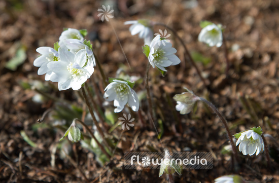 Hepatica nobilis 'Alba' - White-flowered liverleaf (105857)