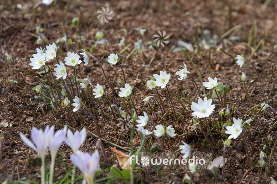Hepatica nobilis 'Alba' - White-flowered liverleaf (105858)