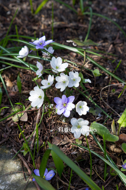Hepatica nobilis 'Alba' - White-flowered liverleaf (105859)