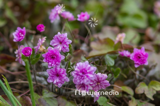 Hepatica nobilis 'Rubra Plena' - Red double-flowered liverleaf (103668)