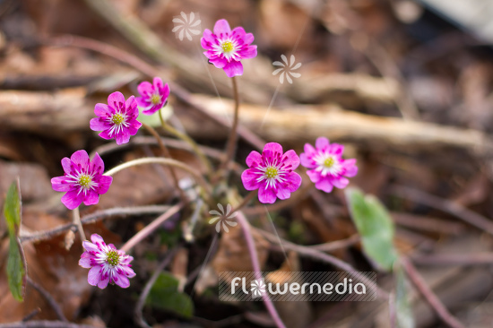 Hepatica 'Red Forest' - Liverleaf (105861)