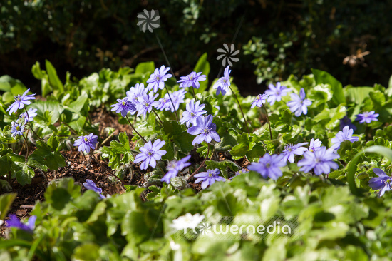 Hepatica transsilvanica - Large blue hepatica (105862)