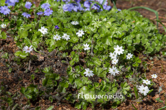 Hepatica transsilvanica 'Eisvogel' - Large blue hepatica (105864)