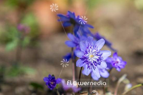 Hepatica transsilvanica 'Elison Spence' - Large blue hepatica (105865)