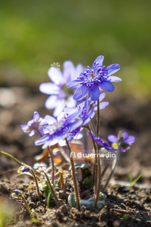 Hepatica transsilvanica 'Elison Spence' - Large blue hepatica (105892)
