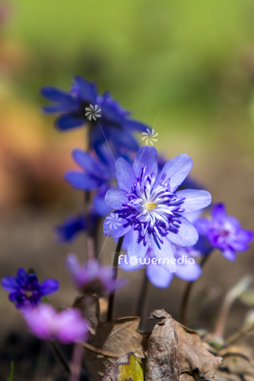 Hepatica transsilvanica 'Elison Spence' - Large blue hepatica (105893)