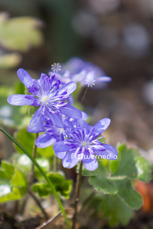 Hepatica transsilvanica 'Elison Spence' - Large blue hepatica (105894)