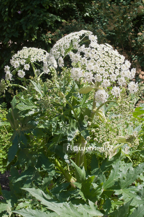 Heracleum mantegazzianum - giant hogweed (101067)