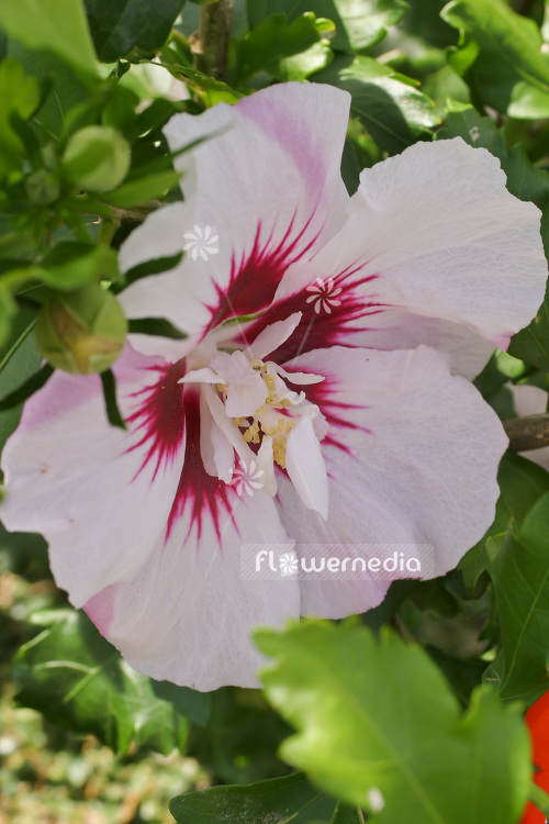 Hibiscus syriacus 'Helene' - Rose mallow (103690)