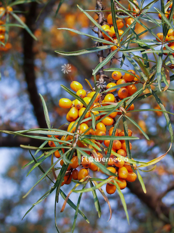 Hippophae rhamnoides - Sea buckthorn (101073)