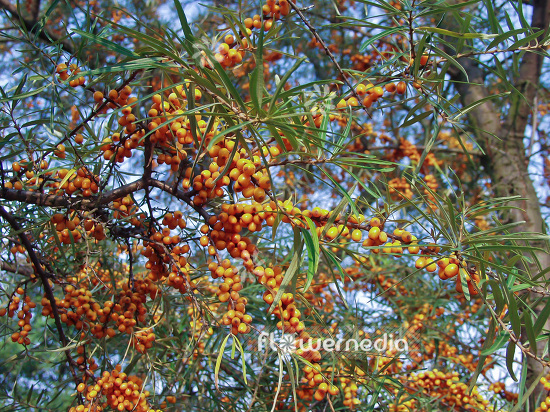 Hippophae rhamnoides - Sea buckthorn (101074)
